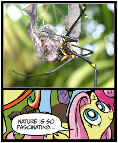 Size: 833x1013 | Tagged: australia, bat, derpibooru import, exploitable meme, fluttershy, golden orb weaver, it came from australia, meme, nature is so fascinating, nightmare fuel, obligatory pony, safe, spider, spider web
