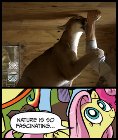 Size: 393x469 | Tagged: safe, derpibooru import, fluttershy, big cat, cougar (animal), exploitable meme, licking, meme, nature is so fascinating, obligatory pony, tongue out