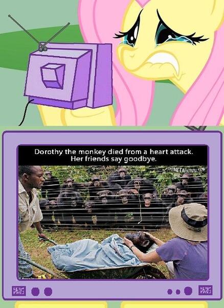 Size: 511x700 | Tagged: ape, cancer (disease), derpibooru import, exploitable meme, fluttercry, fluttershy, meme, obligatory pony, sad, semi-grimdark, tv meme, zoo