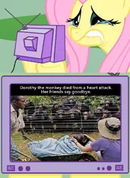 Size: 511x700 | Tagged: ape, cancer (disease), derpibooru import, exploitable meme, fluttercry, fluttershy, meme, obligatory pony, sad, semi-grimdark, tv meme, zoo