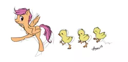 Size: 1000x488 | Tagged: artist:pandarainbow, bird, chicken, derpibooru import, safe, scootaloo