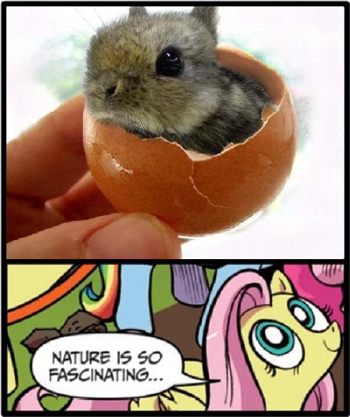 Size: 494x589 | Tagged: animal, cute, derpibooru import, egg, exploitable meme, fluttershy, hnnng, meme, nature is so fascinating, obligatory pony, rabbit, safe