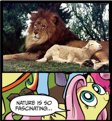 Size: 394x426 | Tagged: big cat, derpibooru import, exploitable meme, lambert the sheepish lion, lion, meme, nature is so fascinating, obligatory pony, safe, sheep