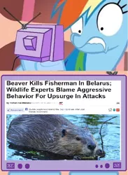 Size: 658x900 | Tagged: beaver, belarus, derpibooru import, exploitable meme, meme, obligatory pony, rainbow dash, safe, tv meme