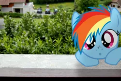 Size: 1920x1280 | Tagged: safe, artist:stormxf3, derpibooru import, rainbow dash, dragonfly, insect, pony, fanfic:my little dashie, female, filly, filly rainbow dash, insect on nose, irl, photo, ponies in real life, solo, younger