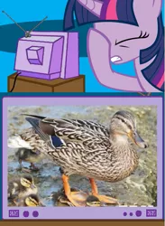 Size: 563x771 | Tagged: bird, derpibooru import, duck, duckling, exploitable meme, facehoof, fail, mallard, meme, obligatory pony, op, safe, tv meme, twilight sparkle