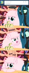 Size: 650x1625 | Tagged: artist:mixermike622, ask, derpibooru import, eating, food, golden oaks library, hissing, meat, oc, oc:fluffle puff, ponies eating meat, queen chrysalis, safe, taco, tumblr, tumblr:ask fluffle puff