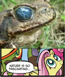 Size: 397x473 | Tagged: derpibooru import, exploitable meme, eye, fluttershy, frog, idw, meme, nature is so fascinating, not sure if safe or grotesque, obligatory pony, parasite, safe, worm