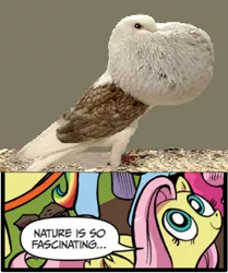 Size: 396x473 | Tagged: birb, bird, derpibooru import, exploitable meme, fluttershy, forever alone, idw, meme, nature is so fascinating, obligatory pony, safe