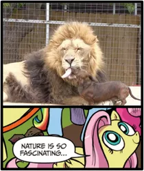 Size: 397x473 | Tagged: big cat, dachshund, derpibooru import, dog, exploitable meme, fluttershy, idw, irl, irl dog, lion, meme, nature is so fascinating, obligatory pony, safe