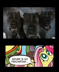 Size: 387x470 | Tagged: cerberus, derpibooru import, exploitable meme, fluffy (harry potter), fluttershy, harry potter, meme, multiple heads, nature is so fascinating, obligatory pony, safe, three heads