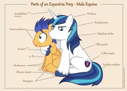 Size: 1050x750 | Tagged: safe, artist:dm29, derpibooru import, flash sentry, shining armor, pegasus, pony, unicorn, anatomy, anatomy guide, annihilator, aweeg*, chart, cute, diagram, duo, frown, glare, hug, implied epic wife tossing, male, overprotective armor, parts of an equestria pony, puffy cheeks, scared, sitting, stallion, wide eyes