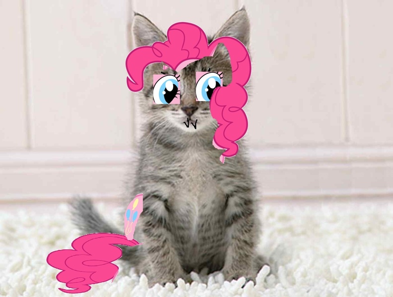 Size: 1400x1060 | Tagged: cat, derpibooru import, lolo>lol, pinkie pie, safe