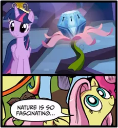 Size: 500x543 | Tagged: safe, derpibooru import, idw, fluttershy, twilight sparkle, twilight sparkle (alicorn), alicorn, pony, princess twilight sparkle (episode), exploitable meme, meme, memeception, mystery box of plot importance, nature is so fascinating, obligatory pony