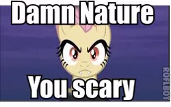 Size: 252x157 | Tagged: safe, derpibooru import, fluttershy, bat pony, pony, bats!, bat ponified, caption, damn nature you scary, family guy, flutterbat, image macro, meme, race swap, solo, text, vulgar