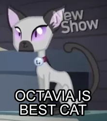 Size: 405x458 | Tagged: animal, bell, bell collar, caption, cat, collar, cropped, derpibooru import, edit, edited screencap, goldie delicious' cats, image macro, meme, octavia melody, pinkie apple pie, purple eyes, safe, screencap, siamese cat, solo, text
