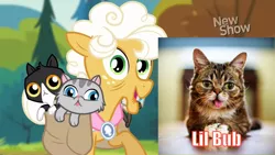 Size: 1440x810 | Tagged: safe, derpibooru import, edit, edited screencap, screencap, goldie delicious, cat, earth pony, pony, pinkie apple pie, bag, comparison, derp, female, goldie delicious' cats, irl cat, lil bub, mare, open mouth, raised hoof, saddle bag, tongue out
