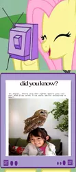 Size: 705x1588 | Tagged: bird, cafe, derpibooru import, did you know?, exploitable meme, fluttershy, meme, obligatory pony, owl, safe, tumblr, tv meme