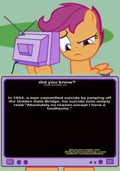 Size: 564x800 | Tagged: derpibooru import, did you know?, exploitable meme, meme, obligatory pony, safe, scootaloo, suicide, tumblr, tv meme, wat