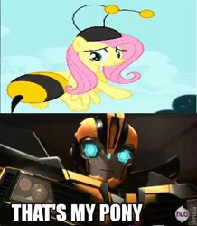 Size: 520x597 | Tagged: animal costume, bee costume, bumblebee, clothes, costume, derpibooru import, flutterbee, fluttershy, it ain't easy being breezies, meme, safe, that's my pony, that's my x, transformers, transformers prime