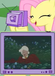 Size: 561x769 | Tagged: chirin no suzu, derpibooru import, exploitable meme, fluttershy, fs doesn't know what she's getting into, meme, obligatory pony, ringing bell, safe, sheep, solo, this will end in tears, tv meme