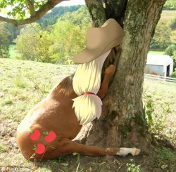 Size: 468x458 | Tagged: safe, derpibooru import, edit, applejack, horse, pony, hoers, irl, irl horse, live action applejack, photo, silly, silly pony, stuck, who's a silly pony