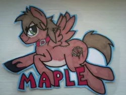 Size: 797x600 | Tagged: safe, artist:whipstitch, derpibooru import, oc, oc:maple, unofficial characters only, pegasus, pony, badge, collar, male, photo, solo, stallion