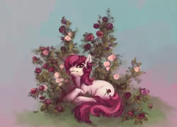 Size: 776x557 | Tagged: safe, artist:noel, derpibooru import, roseluck, earth pony, pony, ask the flower girls, ask, female, flower, mare, prone, rose, solo, tumblr