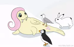 Size: 1024x655 | Tagged: :3, artist:ratscribbles, derpibooru import, female, fluttershy, looking back, puffin, rabbit, safe, seagull, simple background, smiling, species swap, walrus, white background, wings