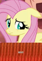 Size: 281x406 | Tagged: safe, derpibooru import, fluttershy, pegasus, pony, female, floppy ears, mare, meme, solo, why, why.jpg
