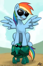 Size: 800x1210 | Tagged: safe, artist:johnjoseco, derpibooru import, rainbow dash, tank, pegasus, pony, tortoise, adobe imageready, duo, female, mare, riding, sunglasses, too cool for school