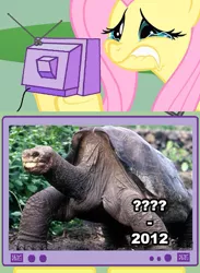 Size: 563x771 | Tagged: safe, derpibooru import, fluttershy, pegasus, pony, tortoise, crying, exploitable meme, female, fluttercry, lip bite, lonesome george, mare, meme, photo, tv meme