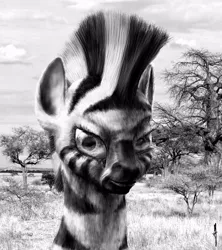 Size: 800x900 | Tagged: artist:friendshipocalypse, derpibooru import, grayscale, monochrome, realistic, safe, solo, zebra