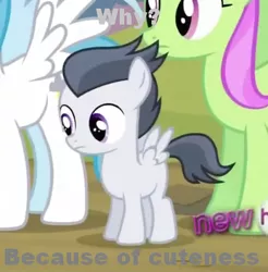 Size: 414x421 | Tagged: safe, derpibooru import, edit, edited screencap, screencap, lightning bolt, merry may, rumble, white lightning, pegasus, pony, all new, colt, cute, female, frown, image macro, male, mare, meme, text