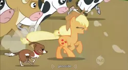 Size: 855x471 | Tagged: applejack, derpibooru import, genocide, safe, screencap, winona, youtube caption