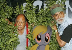 Size: 560x388 | Tagged: safe, derpibooru import, derpy hooves, pegasus, pony, cheech and chong, derp, derpy stare, drugs, female, mare, marijuana