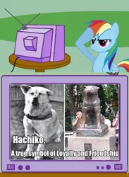Size: 563x771 | Tagged: derpibooru import, dog, exploitable meme, hachiko, human, loyalty, meme, obligatory pony, rainbow dash, rainbow dash salutes, safe, salute, tv meme