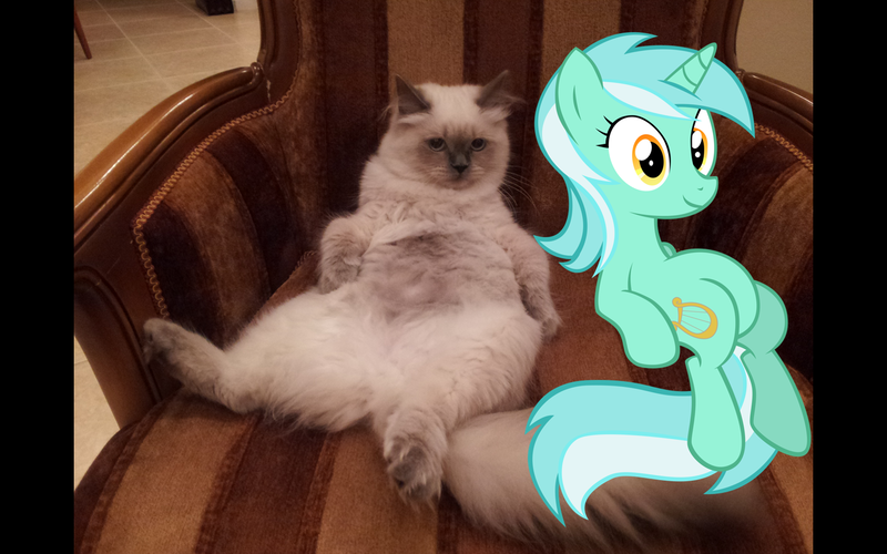 Size: 1440x900 | Tagged: safe, derpibooru import, lyra heartstrings, cat, pony, unicorn, female, mare, meme, sitting lyra