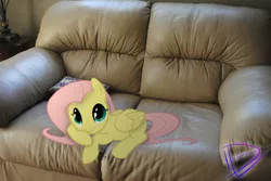 Size: 3872x2592 | Tagged: safe, artist:gifsthebrony, derpibooru import, fluttershy, pegasus, pony, couch, cute, female, high res, irl, looking at you, mare, photo, ponies in real life, prone, shyabetes, solo
