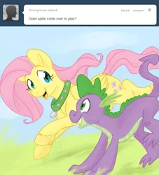 Size: 647x712 | Tagged: safe, artist:cartoonlion, derpibooru import, fluttershy, spike, oc, oc:futashy, dragon, pegasus, pony, ask futashy, futaverse, ask, collar, futa, futa fluttershy, intersex, male, pet tag, running