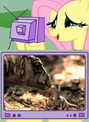 Size: 400x548 | Tagged: safe, banned from derpibooru, deleted from derpibooru, derpibooru import, fluttershy, dinosaur, crying, cute, exploitable meme, happy fluttercry, leaellynasaura, meme, obligatory pony, tears of joy, tv meme, walking with dinosaurs