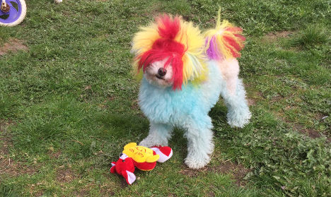 Size: 468x279 | Tagged: safe, banned from derpibooru, deleted from derpibooru, derpibooru import, rainbow dash, dog, poodle, equestria daily, irl, irl dog