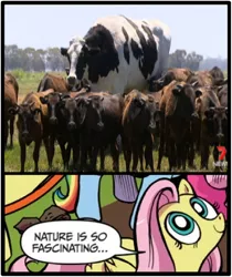 Size: 397x473 | Tagged: safe, artist:andypriceart, banned from derpibooru, deleted from derpibooru, derpibooru import, idw, fluttershy, cow, australia, exploitable meme, giant cow, meme, nature is so fascinating, obligatory pony