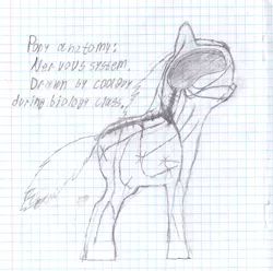 Size: 3604x3573 | Tagged: safe, artist:c00lguy, banned from derpibooru, deleted from derpibooru, derpibooru import, oc, earth pony, pony, anatomy, biology, female, graph paper, mare, medicine, nervous system, nudity, text, traditional art