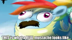 Size: 637x355 | Tagged: safe, artist:noctulov, banned from derpibooru, deleted from derpibooru, derpibooru import, edit, rainbow dash, balloonie pony, original species, balloon, caption, facial hair, image macro, inflation, moustache, text, wat