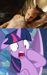 Size: 410x653 | Tagged: suggestive, banned from derpibooru, deleted from derpibooru, derpibooru import, edit, twilight sparkle, cat, pony, molt down, cats (musical), cgi, collar, gasp, hammock, musical, open mouth, reaction, taylor swift, trailer in the description