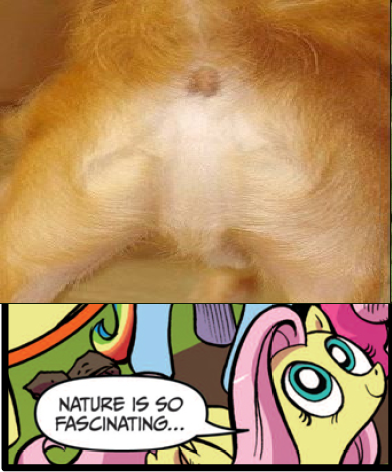 Size: 392x472 | Tagged: questionable, banned from derpibooru, deleted from derpibooru, derpibooru import, idw, fluttershy, dog, anus, dog butt, exploitable meme, jesus christ, meme, nature is so fascinating, nudity, obligatory pony, wat, when you see it