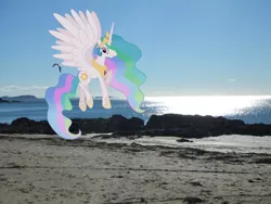 Size: 2048x1536 | Tagged: safe, artist:laopokia, banned from derpibooru, deleted from derpibooru, derpibooru import, princess celestia, bird, pony, seagull, beach, flying, irl, new zealand, ocean, photo, ponies in real life, solo, vector, waiheke island