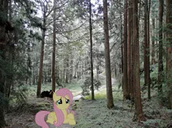 Size: 3365x2500 | Tagged: safe, artist:laopokia, artist:thisismyphotoshoppin, banned from derpibooru, deleted from derpibooru, derpibooru import, fluttershy, pony, forest, irl, lying down, pathway, photo, ponies in real life, solo, taiwan, vector