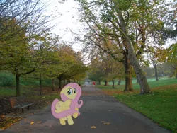 Size: 640x480 | Tagged: safe, artist:laopokia, artist:schmuzart, banned from derpibooru, deleted from derpibooru, derpibooru import, fluttershy, human, pony, bench, greenwich park, irl, leaves, london, park, path, photo, ponies in real life, solo, surprised, tree, vector